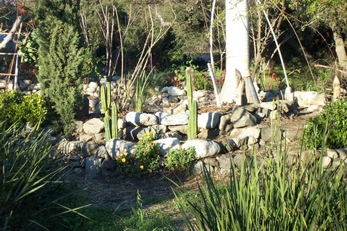 Cacti among vegetation