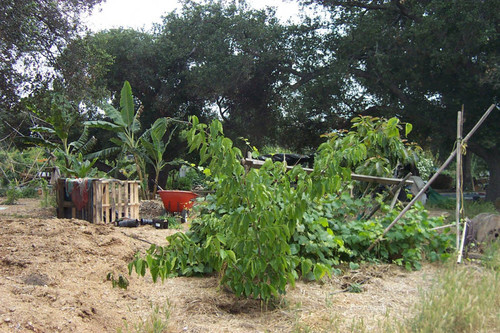 Plant near landscaping project