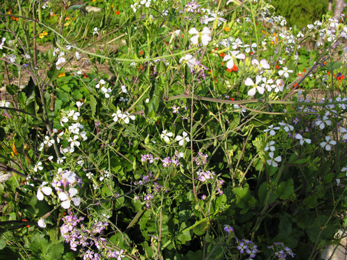 Four-petaled flowers