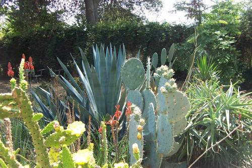 Various cacti and desert plants