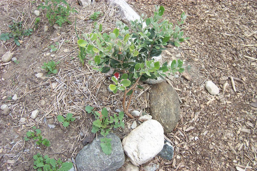 High-angle view of plant surrounded by rocks