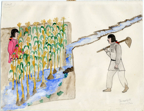 Two men in a corn field