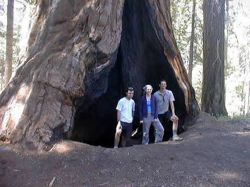 The leaders in a tree at Muir Grove