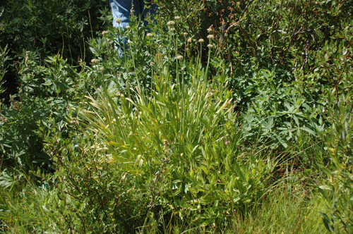 Alium (wild onion)