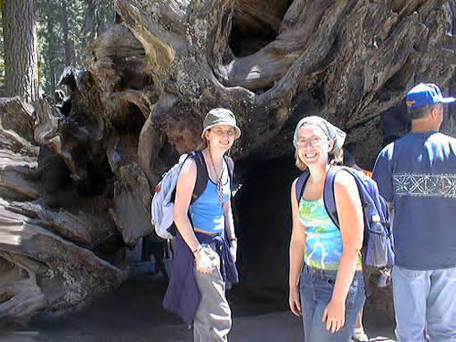 Sequoia at Grant Grove