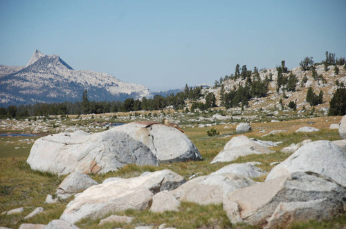 Marmot on an erratic, closer