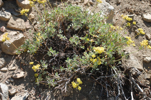 Eriogonum (buck wheat) #2