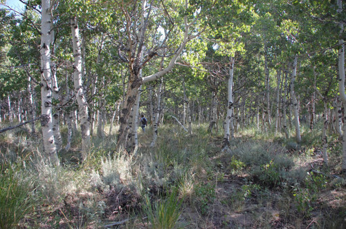 Aspen near the CMC cabin