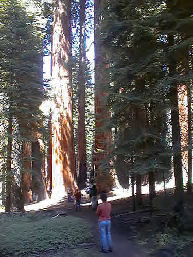 View of sequoia on entering Muir Grove