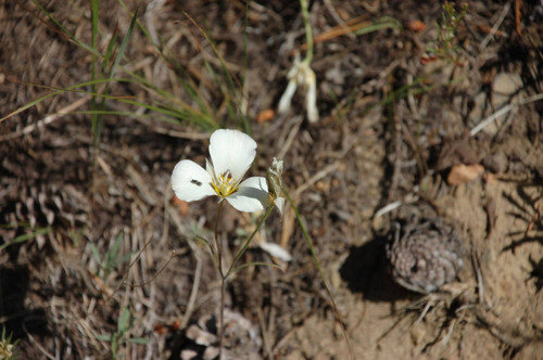 Mariposa lily