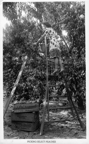 Picking Select Peaches in Bercut-Richards Packing Company Orchards