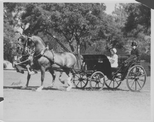 Horses and Carriage