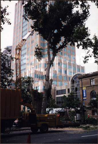 Tree Removal at Cesar Chavez Park