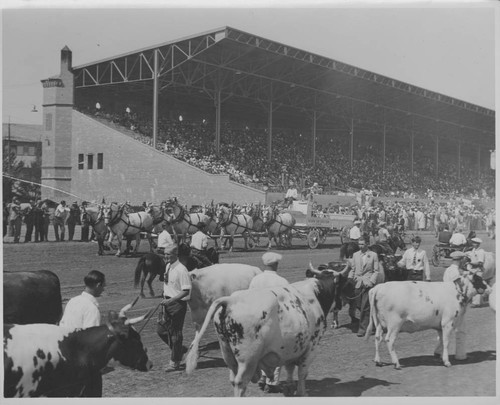 California State Fair, Livestock Judging