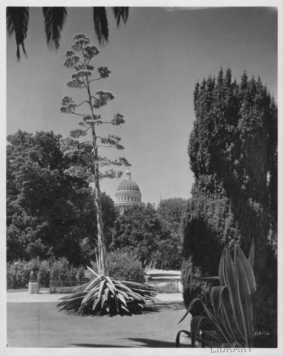 California State Capitol from the East