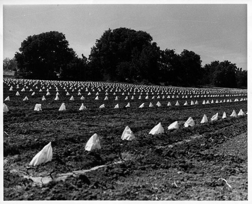 Field Scene of the Pocket Area of Sacramento