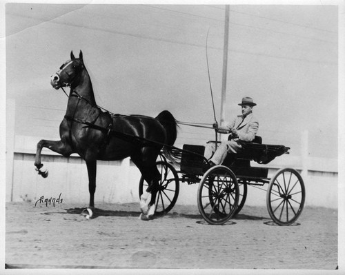 Man in His Horse Racing Chariot