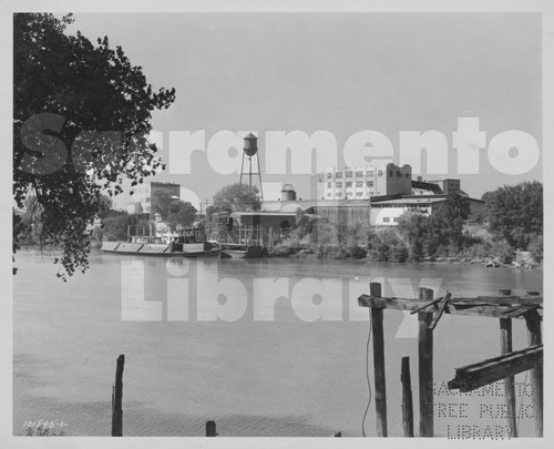 Sacramento River Scene