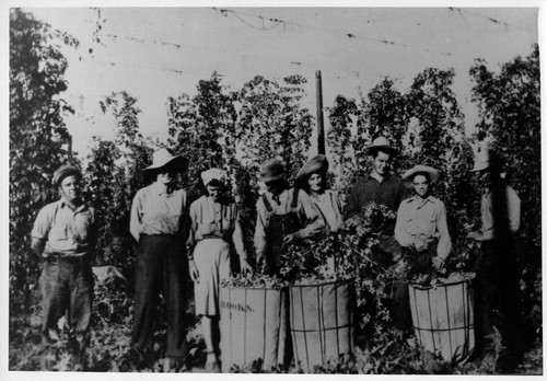 Hops Harvesters near Elk Grove, California