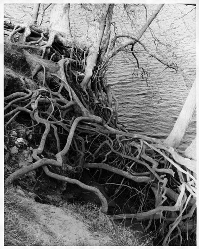 Levee Erosion along the American River