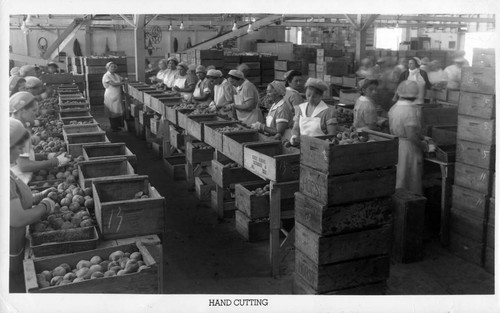 Hand Cutting of Bercut-Richards Packing Company Peaches