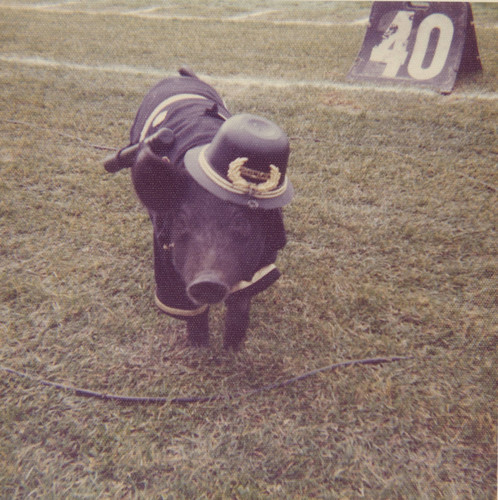 Pig Bowl pig wearing hat