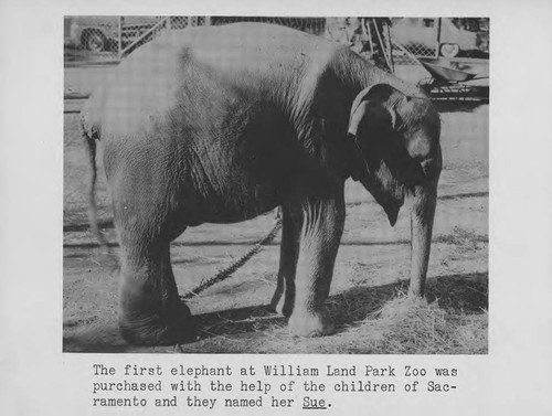 Elephant at the William Land Park Zoo