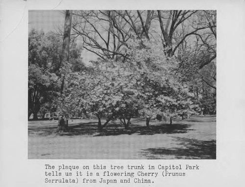 Capitol Park