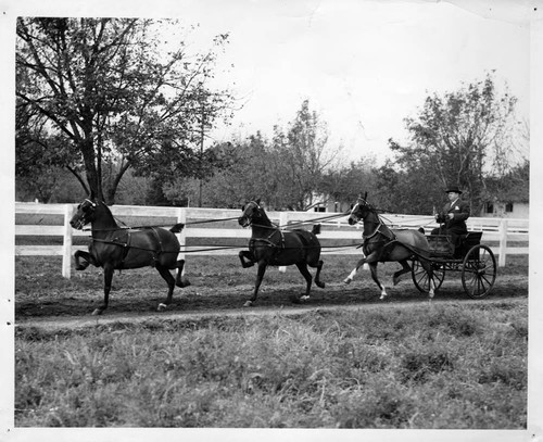 Carriage Driving