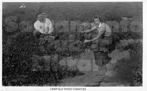 Picking Tomatoes for Bercut-Richards Packing Company