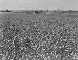 Sacramento Valley Onion Farm