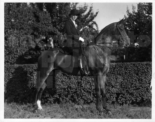 Woman on an American Saddlebred Horse