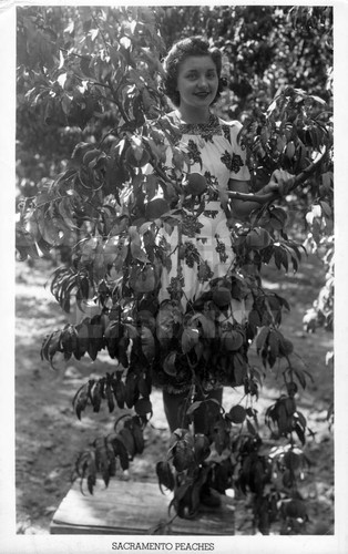 Picking Sacramento Peaches