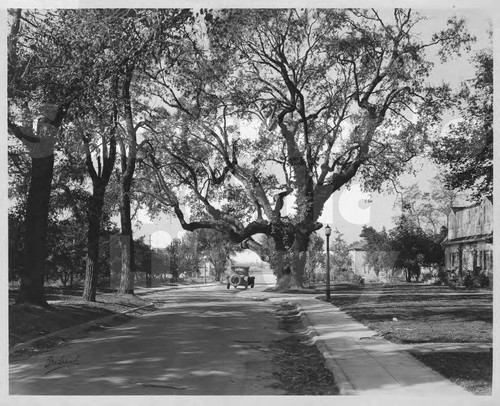 Montgomery Way Oak