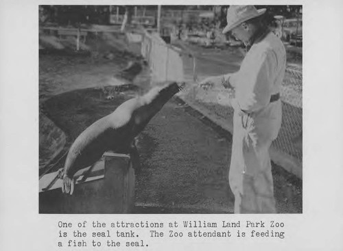 Feeding a Seal at the William Land Park Zoo