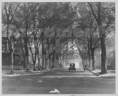 Street with Trees