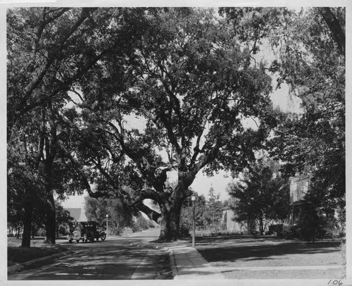 Montgomery Way Oak