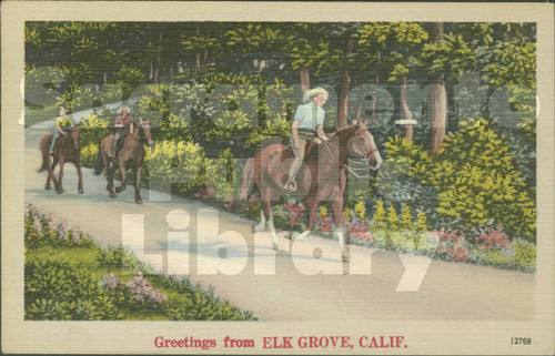 Greetings from Elk Grove, Calif. - with Horses