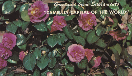 Camellia Capital of the World