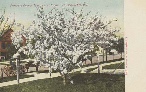 Japanese Cherry Tree in Full Bloom