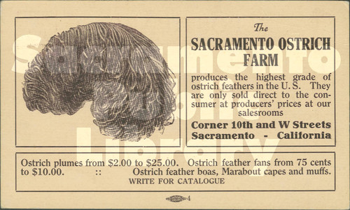 The Sacramento Ostrich Farm