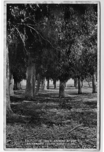 Eucalyptus Trees