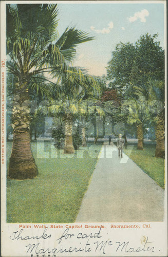 Palm Walk, State Capitol Grounds, Sacramento, Cal