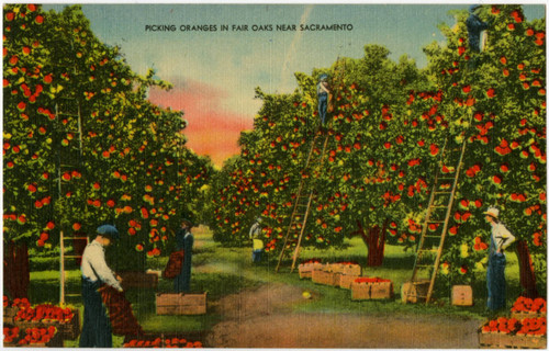 Picking Oranges in Fair Oaks Near Sacramento