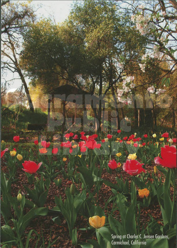Spring at Charles C. Jensen Gardens, Carmichael, California