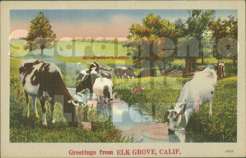 Greetings from Elk Grove, Calif. - with Cows