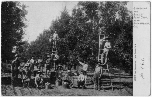 Gathering the Bartlet Pear Crop Near Sacramento, Cal