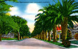 Palm Lined Street, Sacramento, California