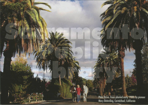 Palm Drive - Trees Planted Early 1900's by Pioneer Mary Deterding, Carmichael, California