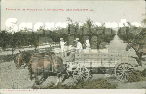 Peaches by the Wagon Load, Peach Orchard, Near Sacramento, CA